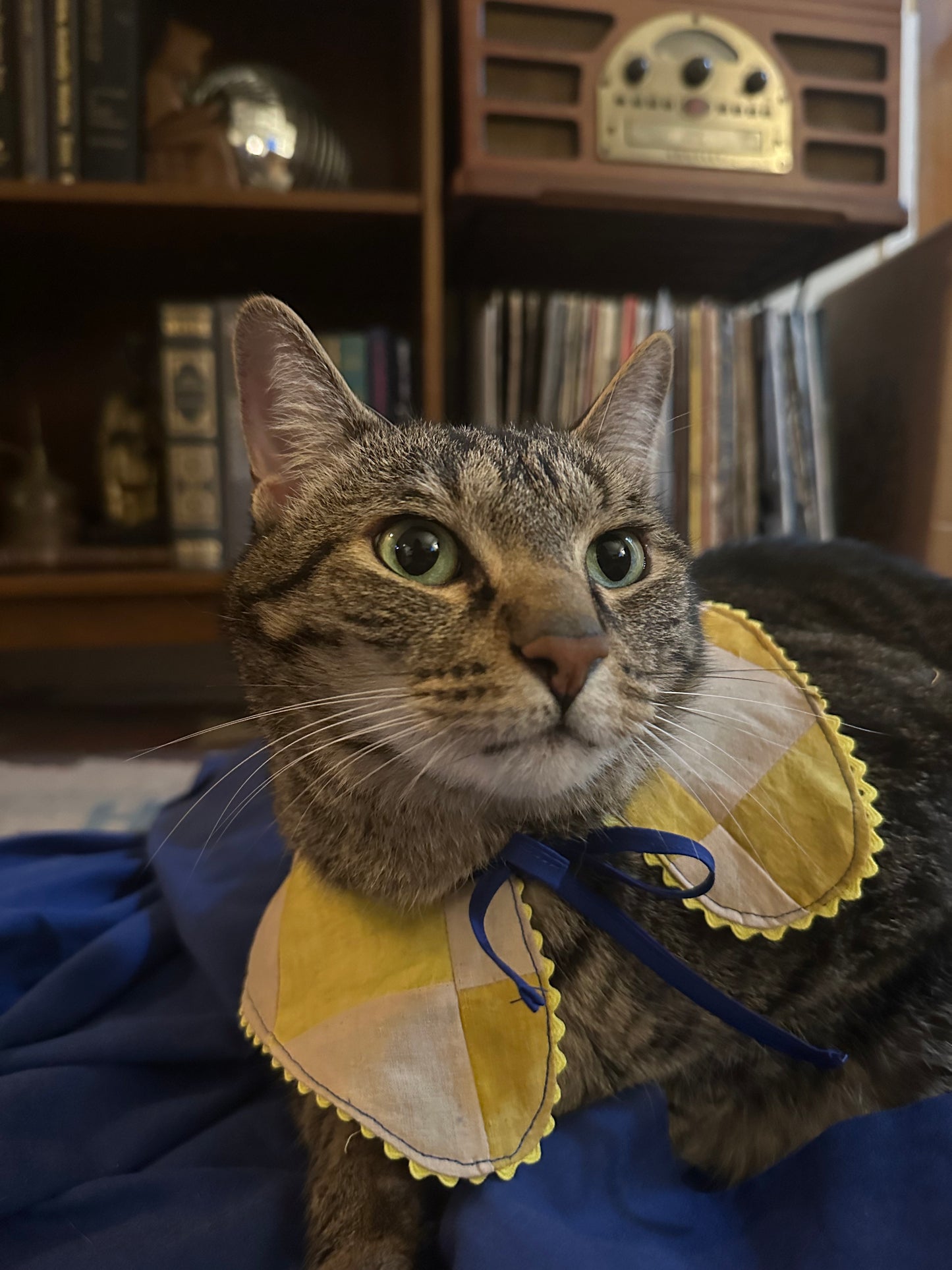 Upcycled patchwork cat collar: Hibiscus and Turmeric